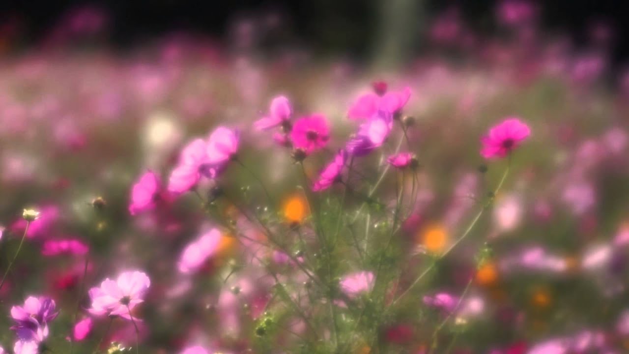 SLT-A99 with Minolta 100mm F2.8 Soft - YouTube