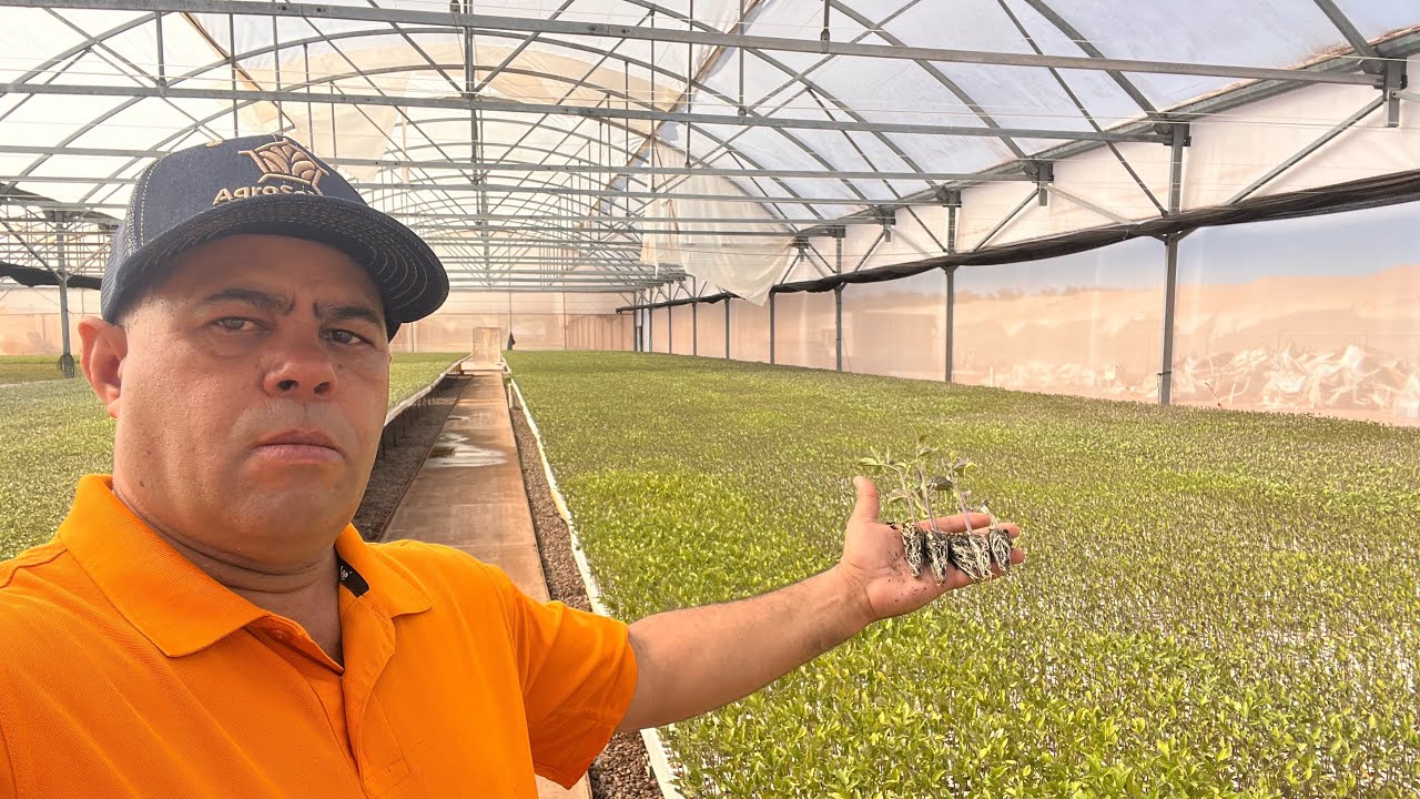 PRODUCCIÓN DE PLANTULAS EN ALMACIGOS