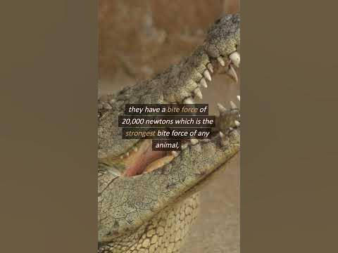 Do you know how long a Nile Crocodile can hold it's breath underwater