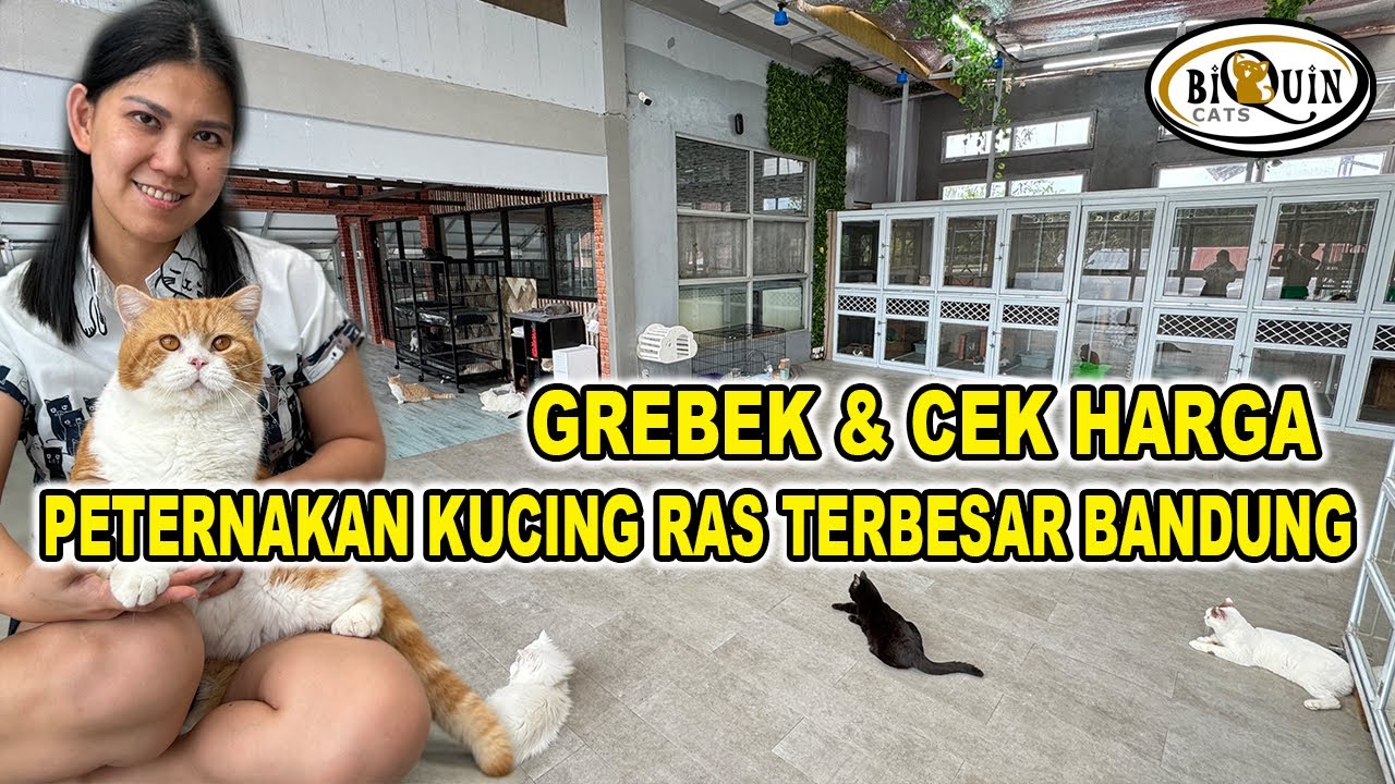 Grebek & Cek Harga Di Peternakan Kucing Ras Terbesar Bandung - Biquin Cat