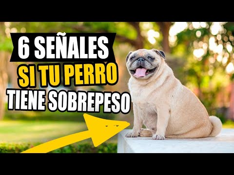 Video: 6 señales de que tu perro tiene sobrepeso