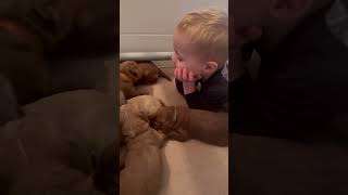 Loving Toddler Interacts with Precious Puppies