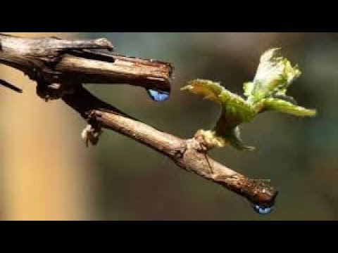 ნახეთ როგორ ტირის ვაზი.ვაზის ტირილი.naxet rogor tiris vazi.vazis tirili