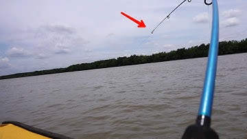 Câu Cá Ngát, Cá Út || Sự Cần Giờ #87