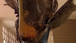 Qorik Kabir Dari Timur Tengah