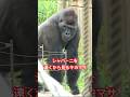 Kiyomasa watches Shabani from a distance【東山動物園ゴリラ】 #gorilla #zoo #shabani