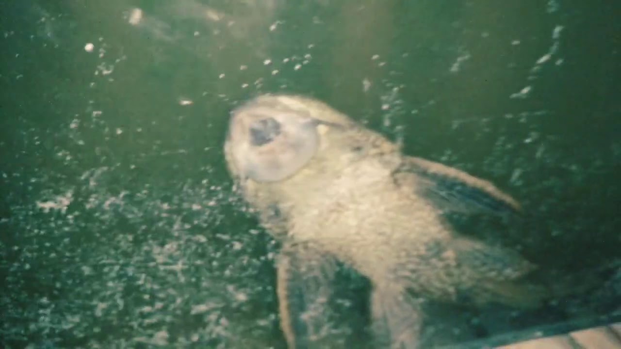 The Cleaning Janitor Janitor Fish YouTube the-cleaning-janitor-janitor-fish-youtube