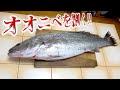 【魚捌きの練習】へんおじと巨大オオニベを捌いてみました！！