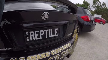 LITTLE CARPET PYTHON IN COOMERA