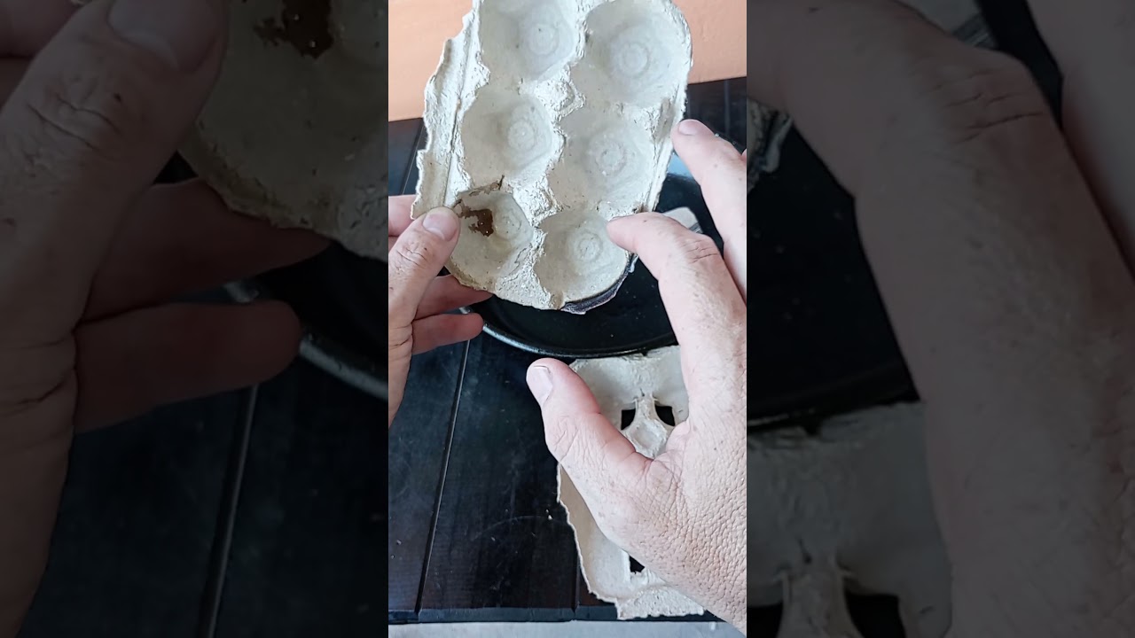 Huevo maple consejo al utilizarlo para repeler mosquitos etc