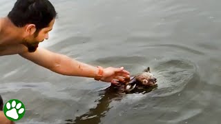 Man leaps into water to save a drowning koala