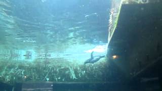 Плавание пингвинов под водой. Зоопарк Ганновера