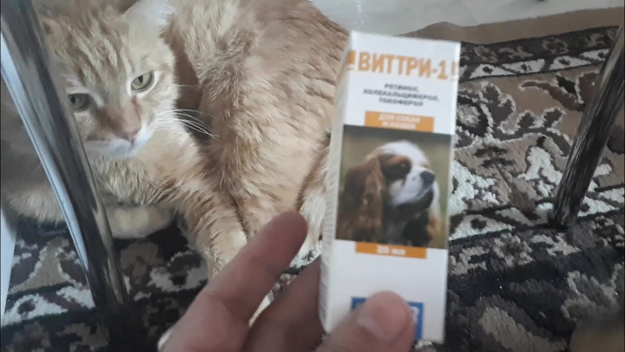 Какие витамины нужно давать кошкам... - YouTube