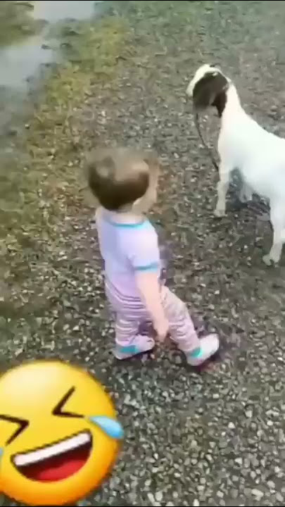 funny goat 🐐 baby fighting baby#shorts#shorts