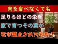 なぜこの植物は禁止されたのか。肉を超えるタンパク質を持ちながら雑草のように育ち、必須アミノ酸は九種類