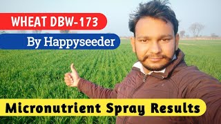 Wheat Variety DBW-173 at 77 days | Happyseeder Seeder Wheat crop | Result of Micronutrient spray