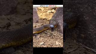 The World’s Most Venomous Snake Ever 😱