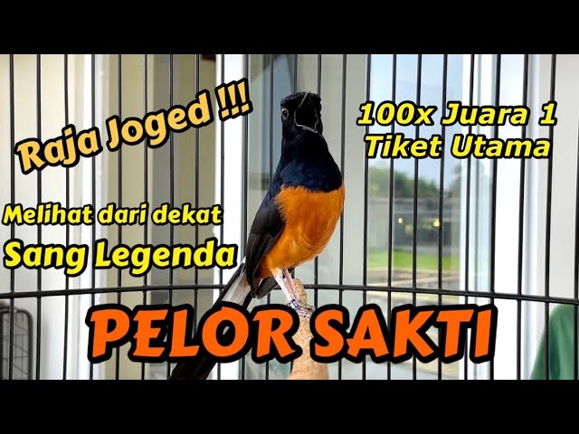 Melihat Dari Dekat Sang Legenda Murai Batu Pelor Sakti !!! class=