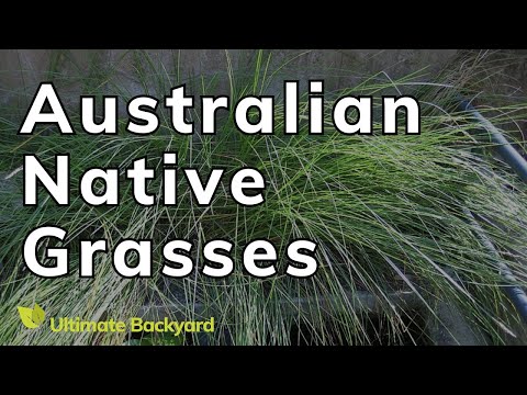 Australian Native Grasses for Your Garden hqdefault