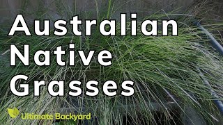 Australian Native Grasses for Your Garden screenshot 3