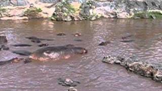 Hippo Pools.avi