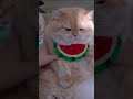 The #exlittlebeans always tortures its master. #funnyvideo #funnycats