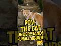 POV: The Stray Cat Understands Human Language 😹🐾 #shorts #cat