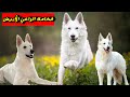 فخامة الجيرمن الابيض معلومات كلب الراعي السويسري الأبيض Swiss White Shepherd 