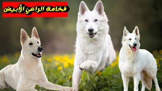 فخامة الجيرمن الابيض|معلومات كلب الراعي السويسري الأبيض|   Swiss white shepherd