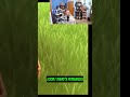 Attacked! Choosing My Starter Pokemon!