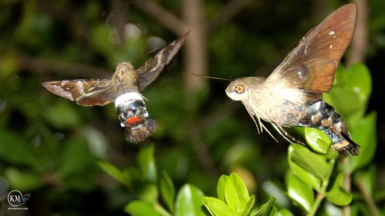 TITAN SPHINX IN SOUTH FLORIDA   A RARE STRAY