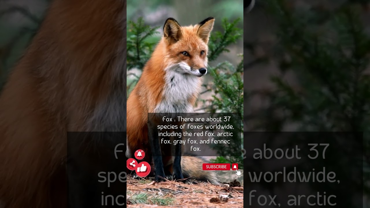 Fascinating Facts: Discover the Diverse Fox Species 