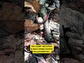 Mysterious Giant Millipede Crawling Through the Forest 🌿🐛