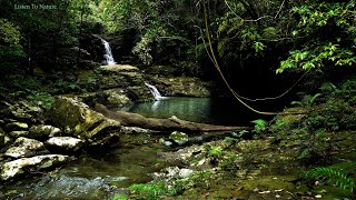 Immerse yourself in the beautiful wild forest. birds chirping. Relax with the sound of the stream. by Listen To Nature 2,032 views 1 month ago 6 hours, 9 minutes