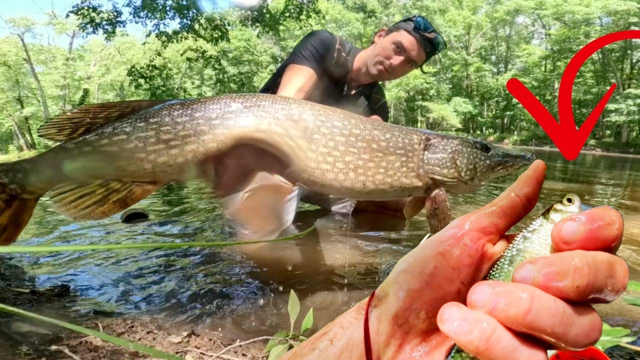 LIVE Bait Catches MORE Fish (PASSAIC River NJ) Sewer Fishing W