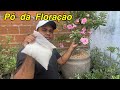 Esse p faz explodir sua rosa do deserto de flor veja o incrvel resultado adubo em p faz florir