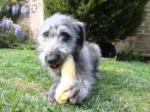 bedlington terrier cross whippet rescue