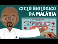 Ciclo biolgico da malria plasmdio  parasitologia ilustrada