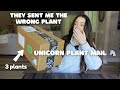  unicorn  rare plant unboxing  the rare plant fairy