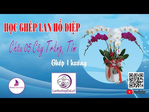 08_Học ghép lan Hồ điệp: Chậu 5 Cây Trắng Tím | Foci