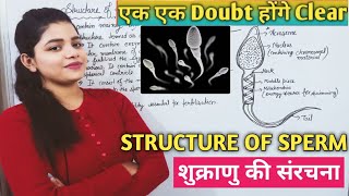 Structure of Sperm | शुक्राणु की संरचना | Function of Sperm | Easy Explanation | Biology