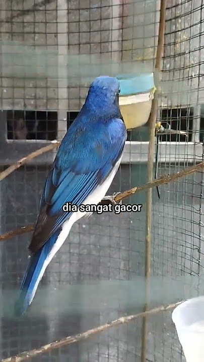 Burung Aneh si tledekan laut