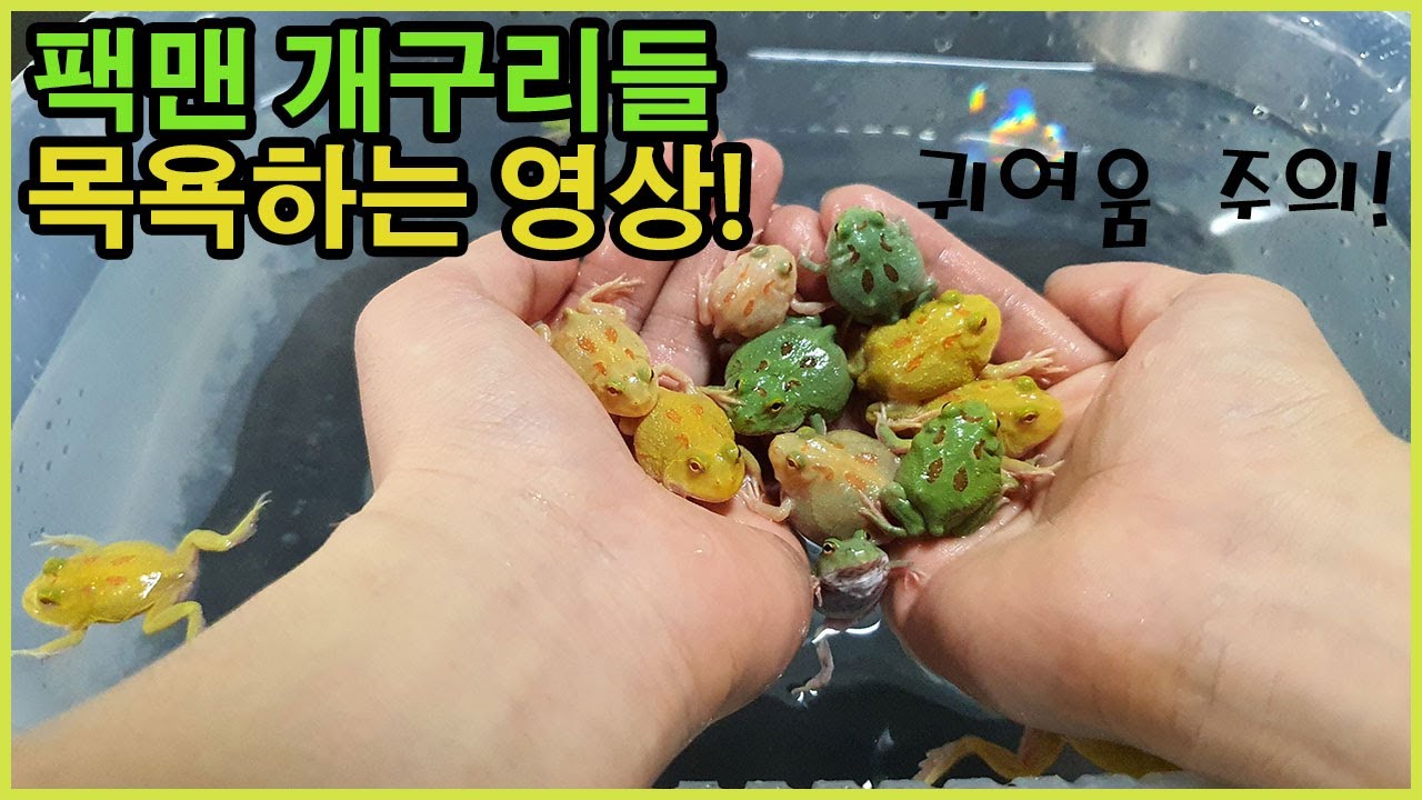귀여운 개구리들을 목욕 시켜줬습니다..!