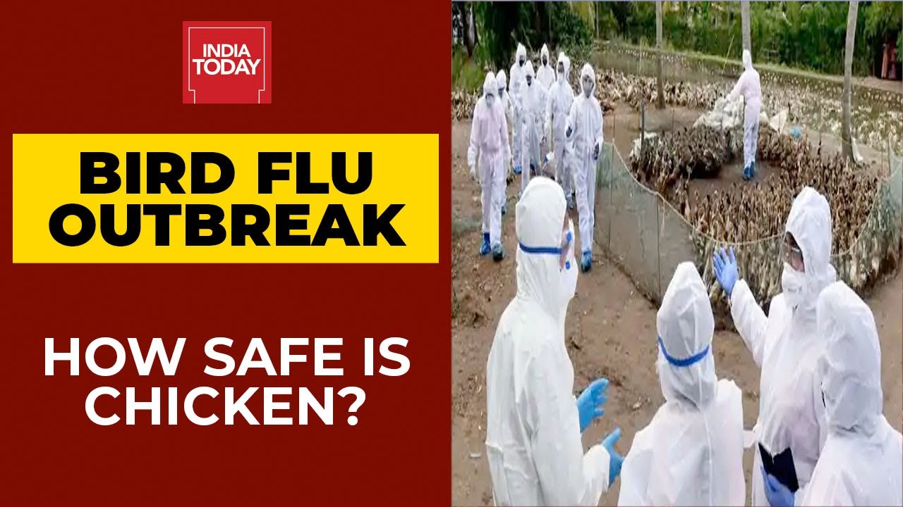 Bird Flu Outbreak In India| How Safe Are Chicken And Eggs For ...