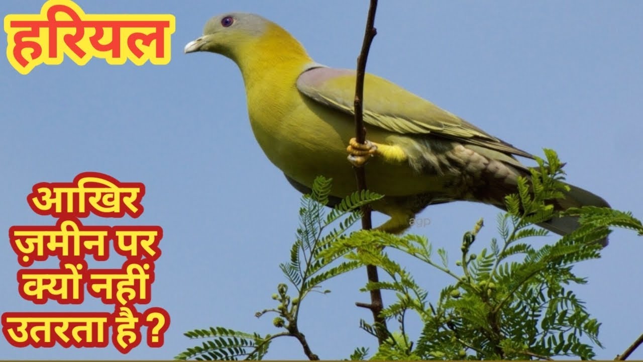 जंगलों पहाड़ों में हारियल चिड़ियां की जिंदगी।। Hariyal Bird Jungle Ki Life।।Life Of Forest Hariyal