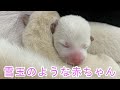 【柴犬出産】りんママ(３歳８か月）　　　　　　　　　　　　　　　　　パパ犬（１歳８か月）と長女犬（６か月）の見守る中、無事に誕生しました。
