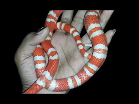 Video: Milksnake Reptile Breed Hypoallergenic, Kesehatan Dan Umur