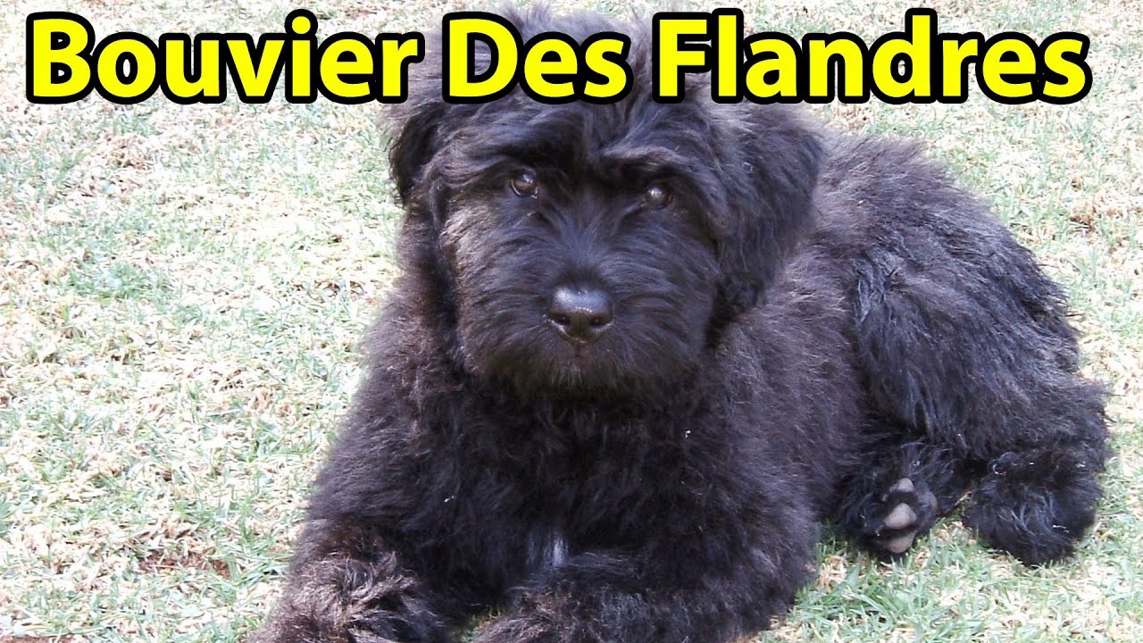 french bouvier dog