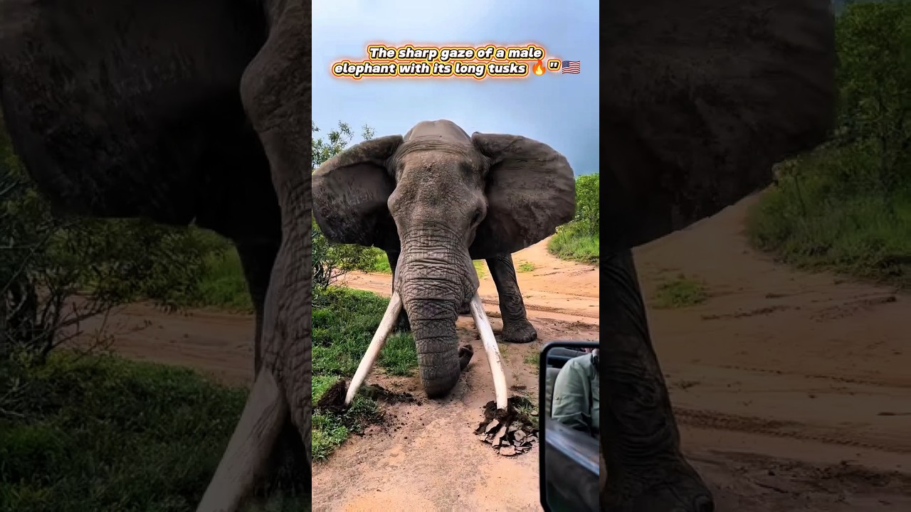 The Guardian of the Road in the African Forest” 🇺🇲 