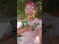 chá da folha da aroeira pra que serve #plantas